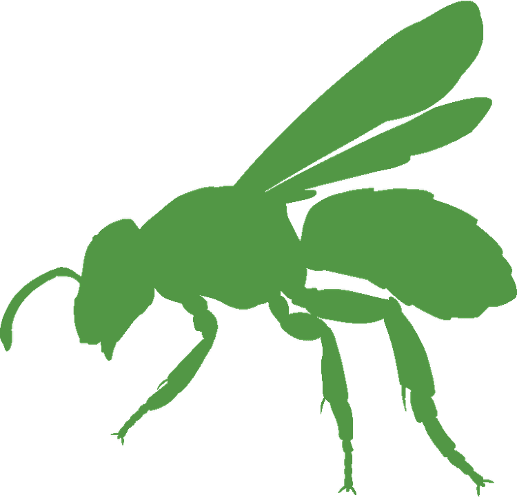 Wasps outline